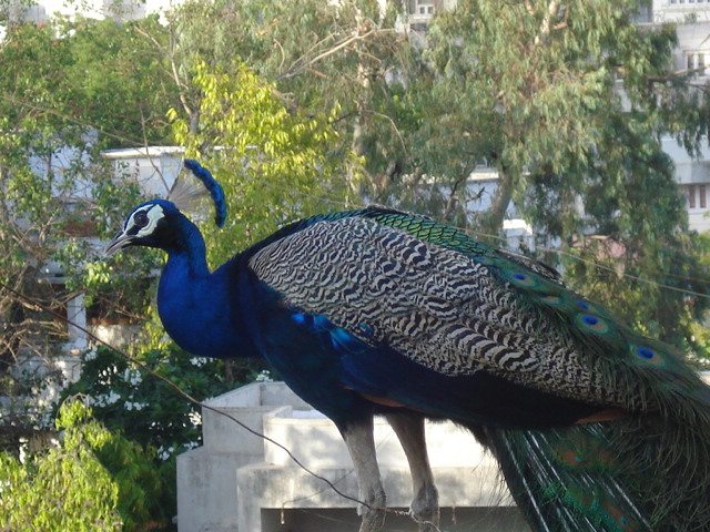 વરસાદની ભેટ